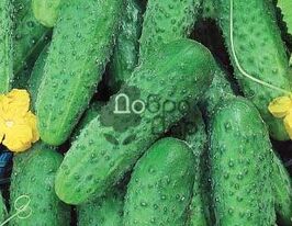 Владко F1купити