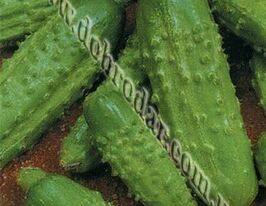 Огурец Голубчик F1 купить