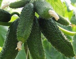 Огурец Амур F1 купить