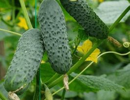 Огурец Криспина F1 купить