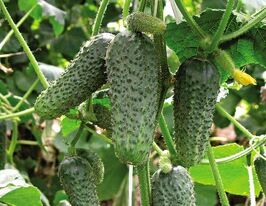 Огурец Кустовой купить