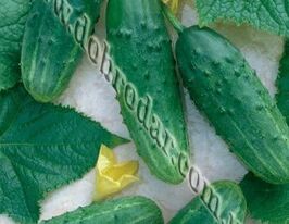 Леша F1 купить