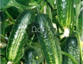 Огурец Лялюк купить