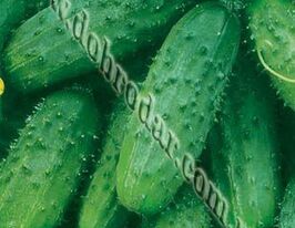 Малыш F1 купить