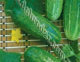 Самородок F1 купить