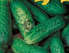 Огурец Висконсин купить