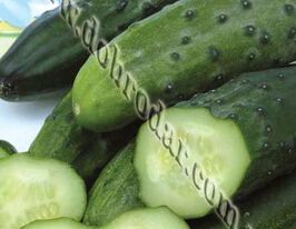 Соловей F1 купить