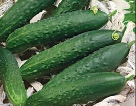Огурец Феникс купить