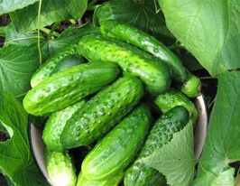 Огурец Феникс плюс купить