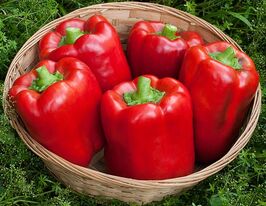 Перец сладкий Калифорнийское чудо купить