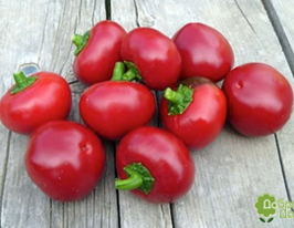 Перець солодкий Думаскупити