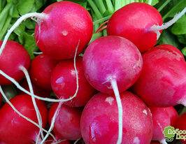 Редис Рубин купить