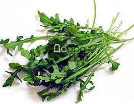 Індау (рукола)купити