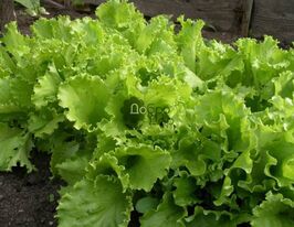 Салат Одесский Кучерявец купить