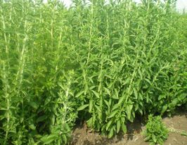 Стевія медова 1 корневищекупити