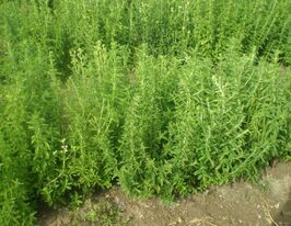 Стевія медова 3 корневищакупити