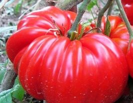 Американський ребристий червонийкупити