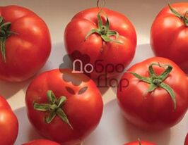 Аврора купить