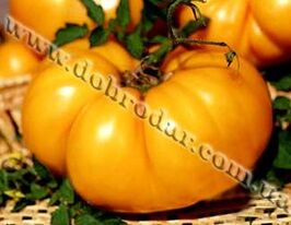 Золотий ожаровськийкупити