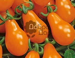 Томат Груша оранжевая купить
