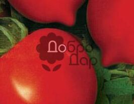 Гібрид 2 Тарасенко рожевийкупити