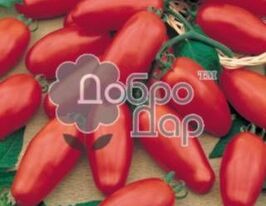 Томат Дамские пальчики купить