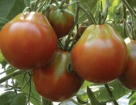 Томат Груша коричневая купить