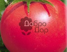 Корнеевский розовыйкупити