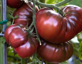 Коричневий ребристийкупити