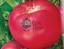 Мікадокупити