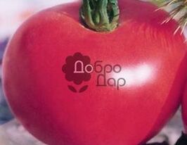 Олімп Рожевийкупити