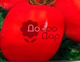 Подарунок Поліссюкупити