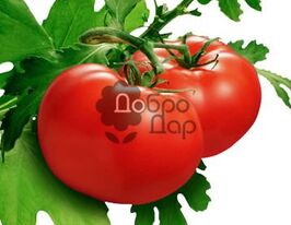 Поліський Гіганткупити