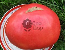 Рускій Размеркупити