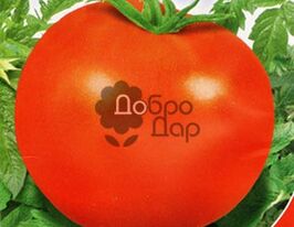 Цифомандракупити