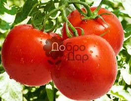 Яблунька Росіїкупити