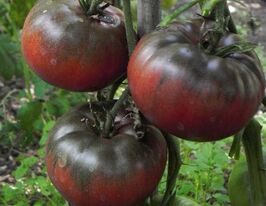 Кальвадоскупити