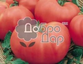 Медвежья лапа розовая купить