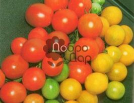 Вишенька (черрі)купити