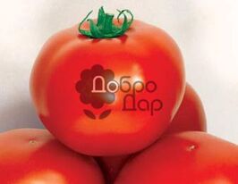 Дар Заволжжякупити