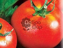 Томат Дубок купить