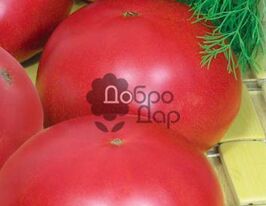 Малиновое виканте купить