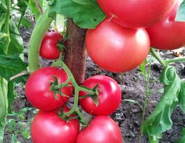 Малиновый звон купить