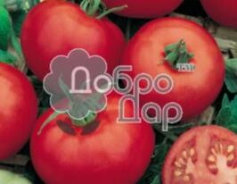Томат Ондрашек купить