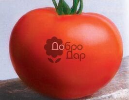 Прима F1купити