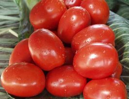 Томат Рио Гранде купить