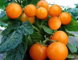 Томат Венус купить