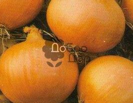 Красакупити