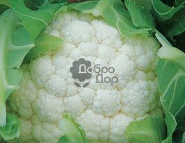 Цветная Акварель купить