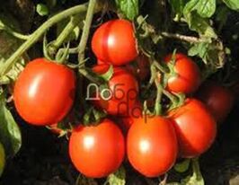 Жайворонок F1купити